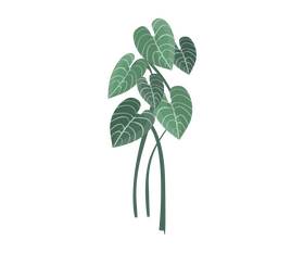 Plant leaf clipart
