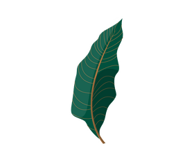 Free plant leaf clipart