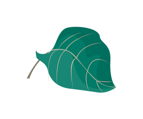 Plant leaf illustration clipart