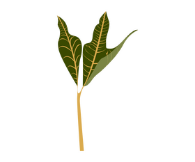 Cartoon plant leaf clipart