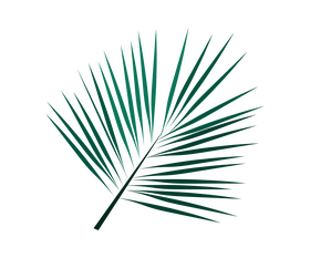 Palm leaf illustration clipart