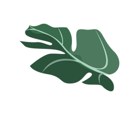 Free monstera leaf clipart