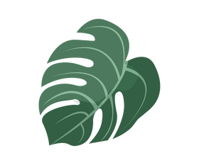 Monstera leaf clipart