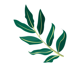 Plant leaves clipart