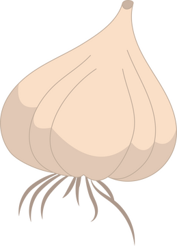 Garlic clipart free download