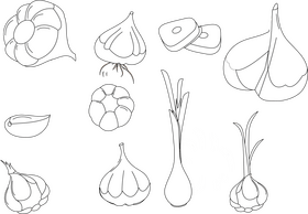 Garlic black and white vector
