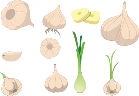 Garlic vector