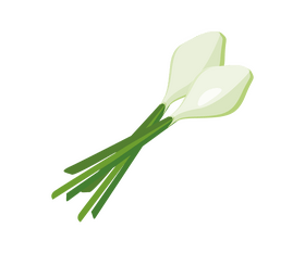 Onion with roots clipart