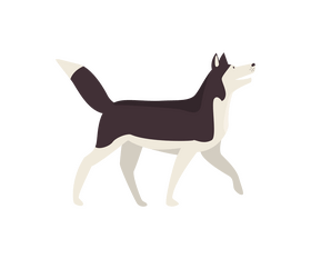 Husky walking drawing clipart