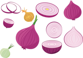 Onion vector