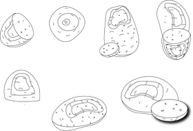 Potato black and white vector