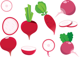 Radish vector