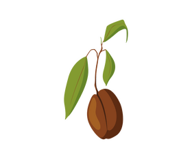 Avocado harvest clipart