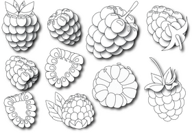 Raspberry black and white vector