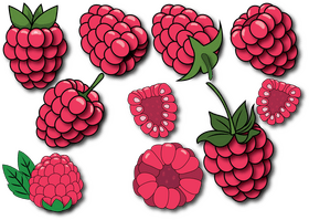 Raspberry vector