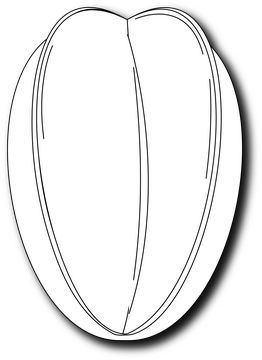 Starfruit black and white clipart
