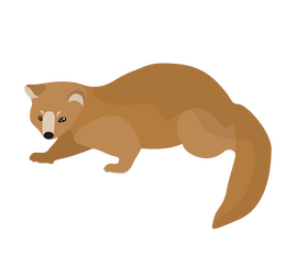 Cartoon least weasel clipart