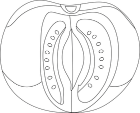 Tomato black and white clipart