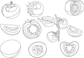 Tomato black and white vector