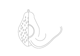 Avocado black and white clipart