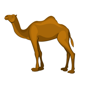 Camel clipart
