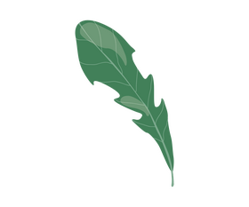 Arugula leaf clipart