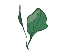 Green leaf illustration clipart