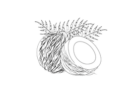 Coconut black and white clipart