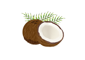 Coconut clipart