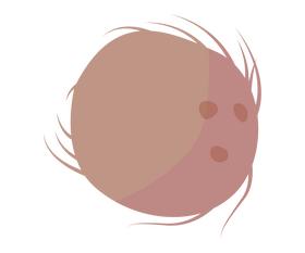 Coconut free clipart