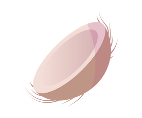 Half cut coconut cartoon clipart