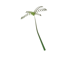 Palm tree illustration clipart
