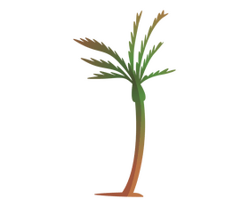 Palm tree illustration clipart