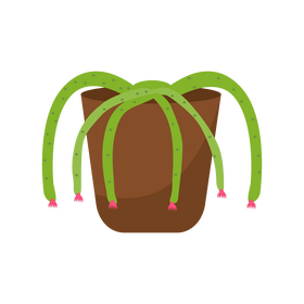 Hylocereus cactus clipart