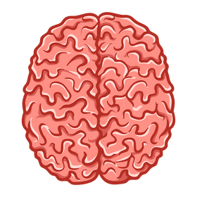Brain clipart