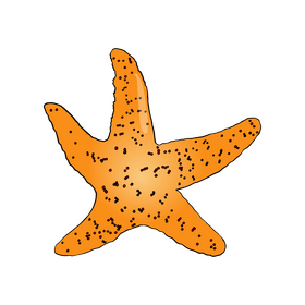 Beach Starfish clipart
