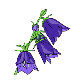 Bellflower clipart