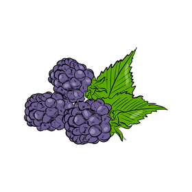 Blackberry Fruit clipart