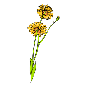 Chamomile clipart