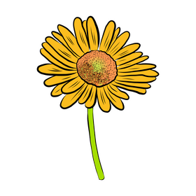 Chamomile clipart