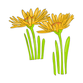 Chamomile clipart