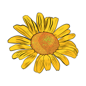 Chamomile clipart