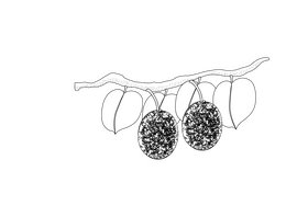 Kiwi Hanging on a Branch black and white clipart