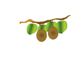 Kiwi Hanging on a Branch clipart