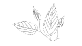 Leaves black and white clipart