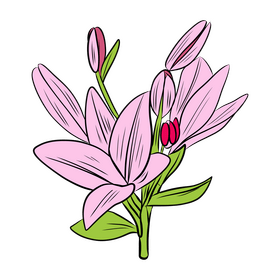 Lily clipart