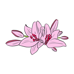Lily clipart