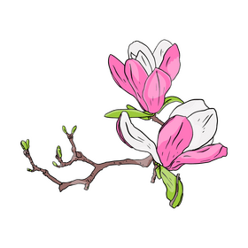 Magnolia clipart