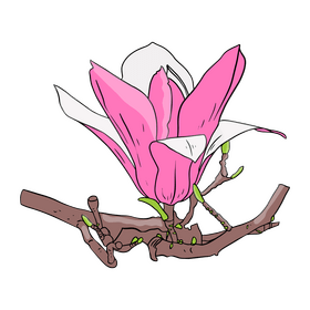 Magnolia clipart