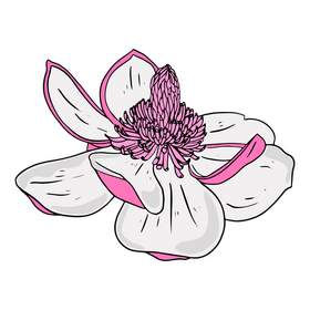 Magnolia clipart